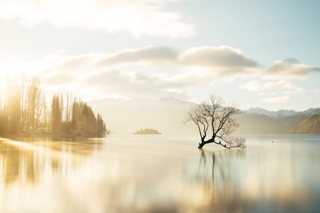 That Wanaka Tree