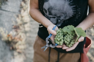 Harvest at Maude Wines Wanaka