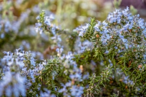 Criffel Peak View Garden